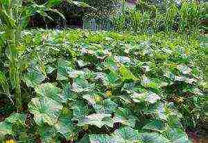 best varieties of cucumber seeds