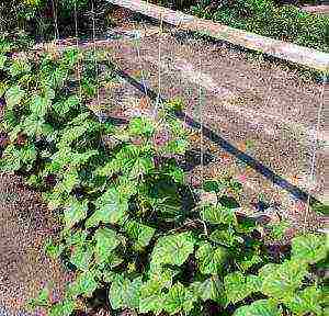 best varieties of cucumber seeds