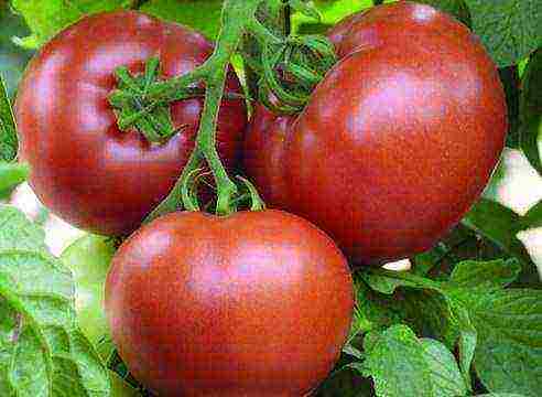 the best varieties of Semko Junior