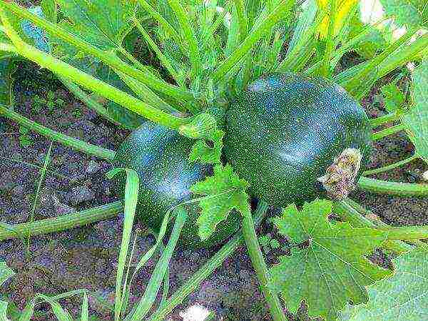 the best varieties of zucchini seeds