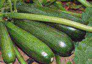 ang pinakamahusay na mga pagkakaiba-iba ng mga binhi ng zucchini