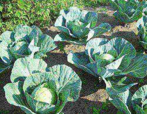 the best varieties of cabbage seeds