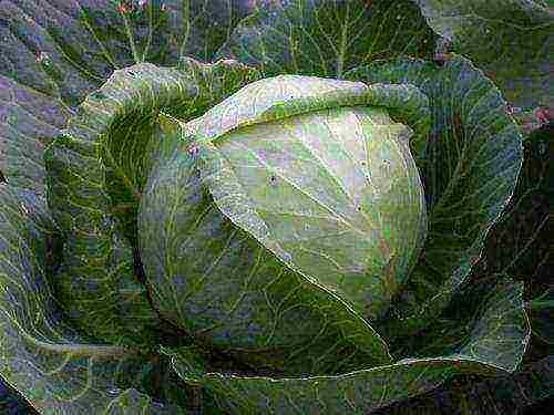 the best varieties of cabbage seeds