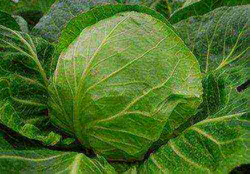 the best varieties of cabbage seeds