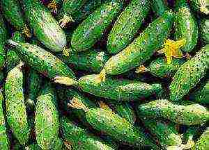 the best varieties of cucumber seeds