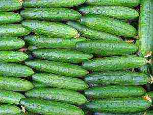 the best varieties of cucumber seeds