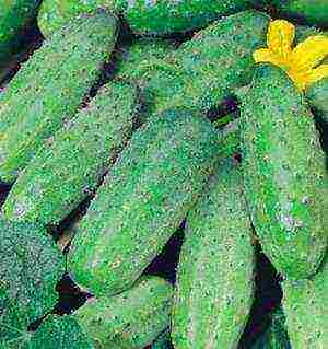 the best varieties of cucumber seeds