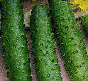 the best varieties of cucumber seeds