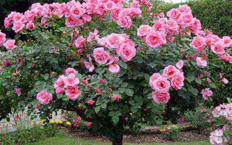 the best varieties of standard roses