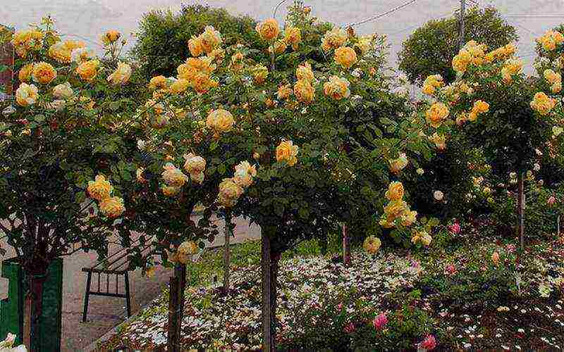 the best varieties of standard roses