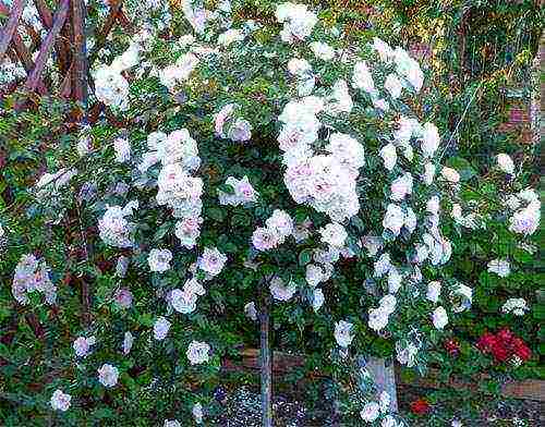 the best varieties of standard roses