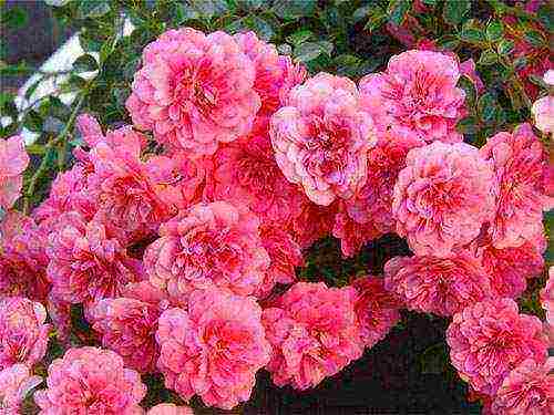 the best varieties of standard roses