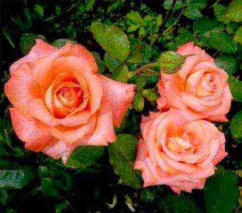 the best varieties of standard roses