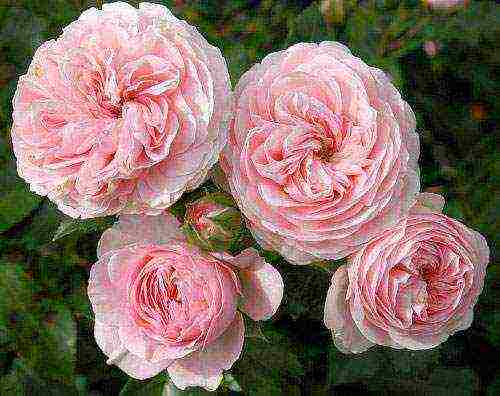 the best varieties of standard roses