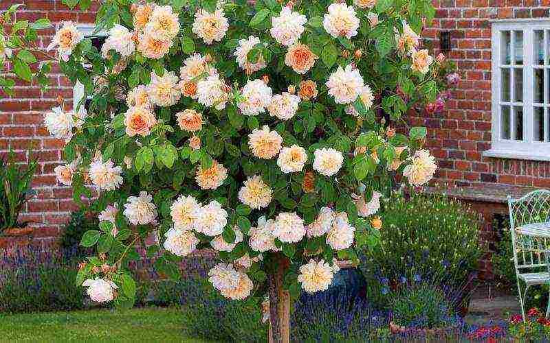 the best varieties of standard roses