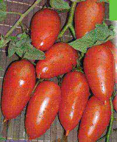 the best varieties of siberia tomatoes