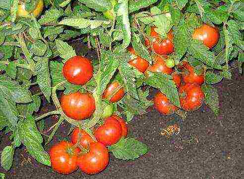 the best varieties of siberia tomatoes