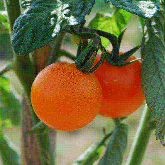 the best varieties of siberia tomatoes