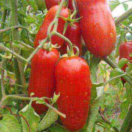 the best varieties of siberia tomatoes