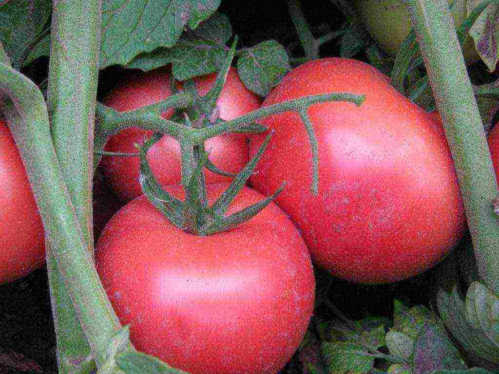 the best varieties of siberia tomatoes