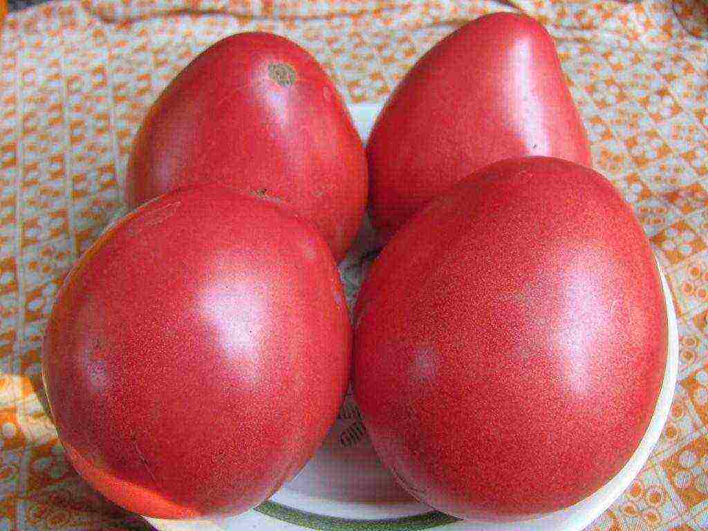 the best varieties of siberia tomatoes