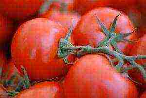 the best varieties of siberia tomatoes