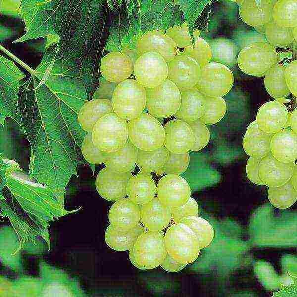 the best varieties of blue grapes