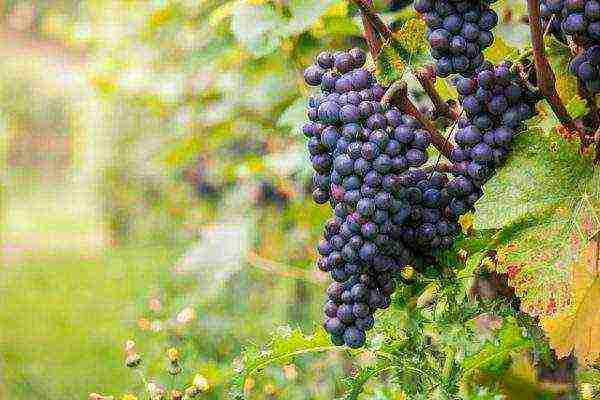 the best varieties of blue grapes