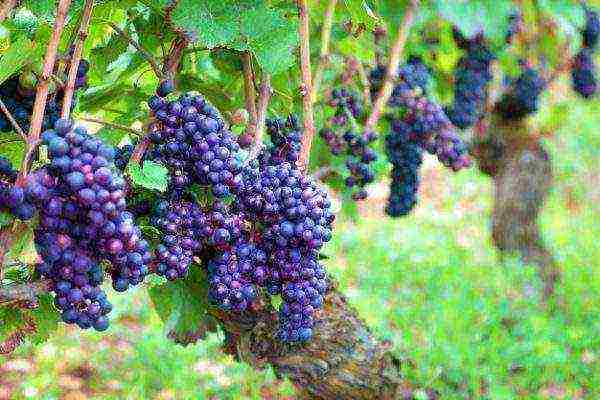 the best varieties of blue grapes