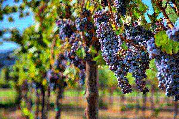 the best varieties of blue grapes