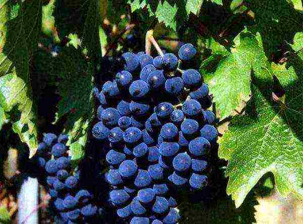 the best varieties of blue grapes