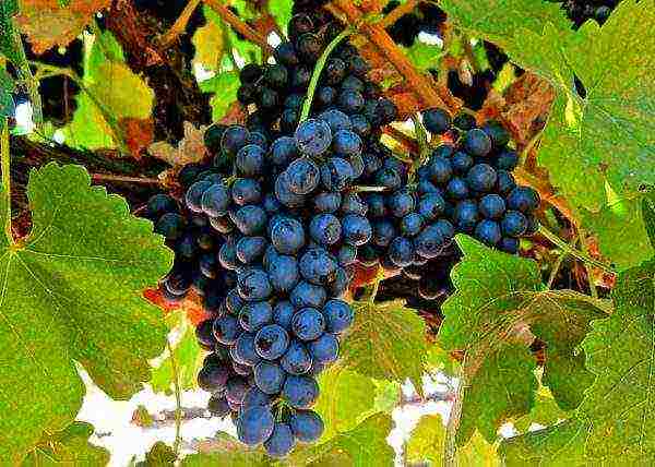 the best varieties of blue grapes