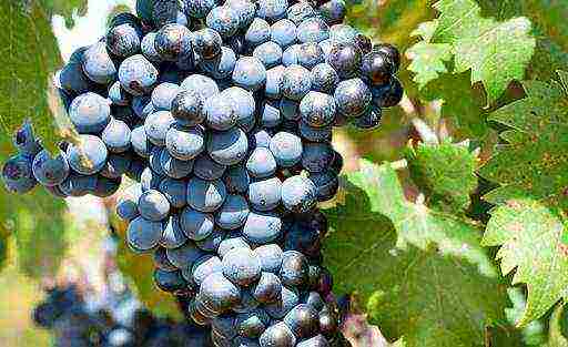 the best varieties of blue grapes