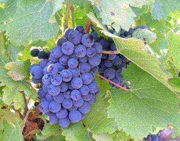 the best varieties of blue grapes