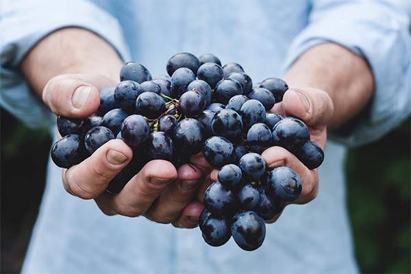 the best varieties of blue grapes