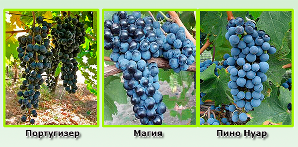 the best varieties of blue grapes