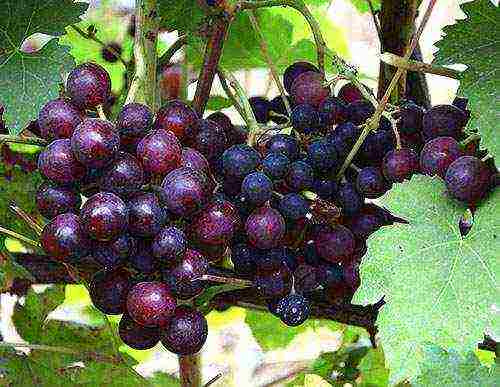 the best varieties of blue grapes