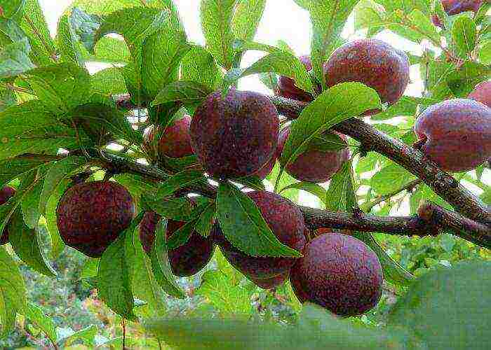 the best varieties of blue plum