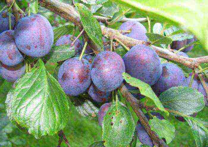 the best varieties of blue plum