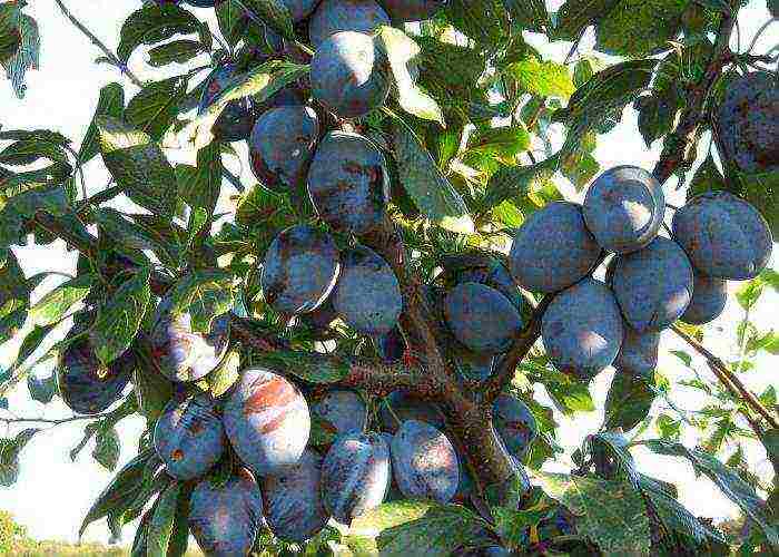 the best varieties of blue plum