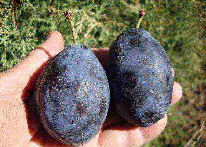 the best varieties of blue plum