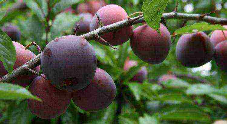 the best varieties of blue plum
