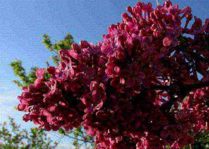 the best varieties of white lilac