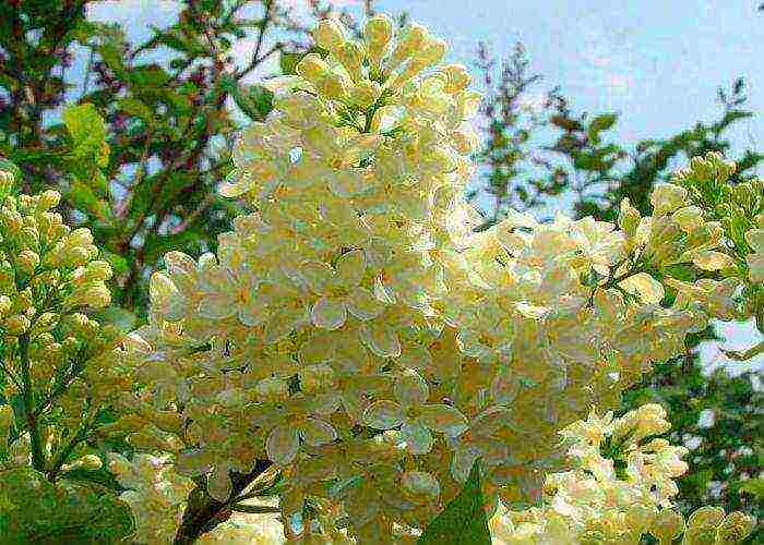 the best varieties of white lilac