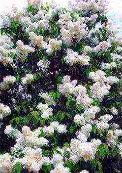 the best varieties of white lilac