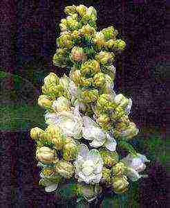 the best varieties of white lilac