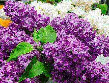the best varieties of white lilac