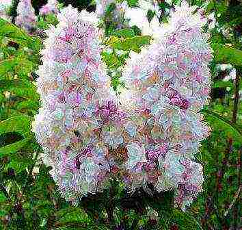 the best varieties of white lilac