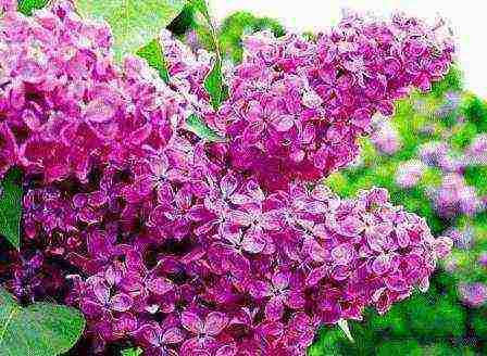 the best varieties of white lilac