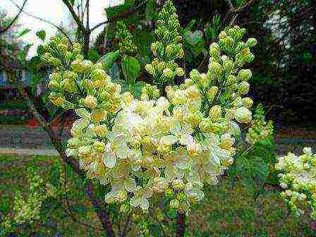 the best varieties of white lilac